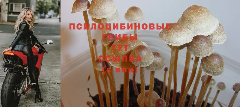 где найти   Кингисепп  Псилоцибиновые грибы Magic Shrooms 